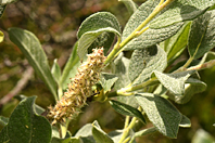 Salix lapponum Salix lapponum